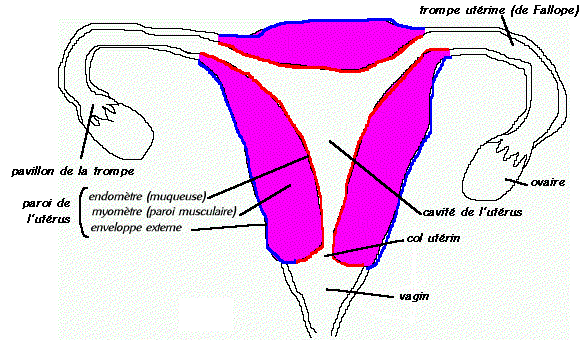 Appareil reproducteur de la femme