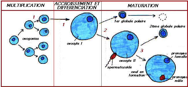 Ovogénèse