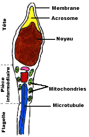 Spermatozoïde