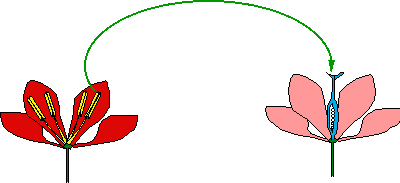 Description : Schéma de plantes dioïques