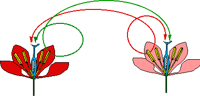 Description : Schéma de fécondation au hasard chez une plante