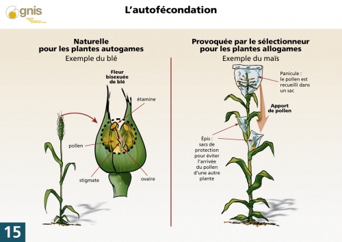 Description : L'autofécondation