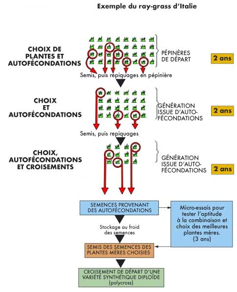 Description : http://www.gnis-pedagogie.org/photos/shema-de-selection-avec-autofecondation-500p.jpg