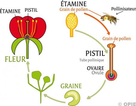 Description : La pollinisation