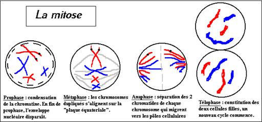Description : La mitose