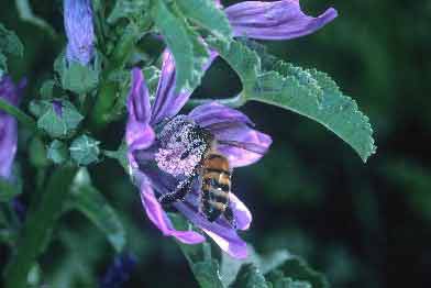 Description : Abeille domestique (Apis mellifera) en train de récolter du nectar sur une fleur de mauve&copy; INRA / N. Morison