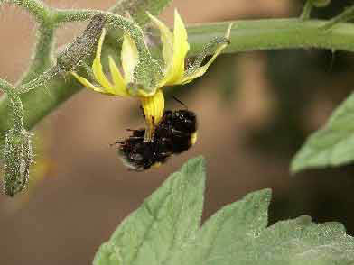 Description : Bourdon terrestre (Bombus terrestris) en train de 'vibrer' une fleur de tomate  pour en extraire le pollen &copy; INRA / N. Morison