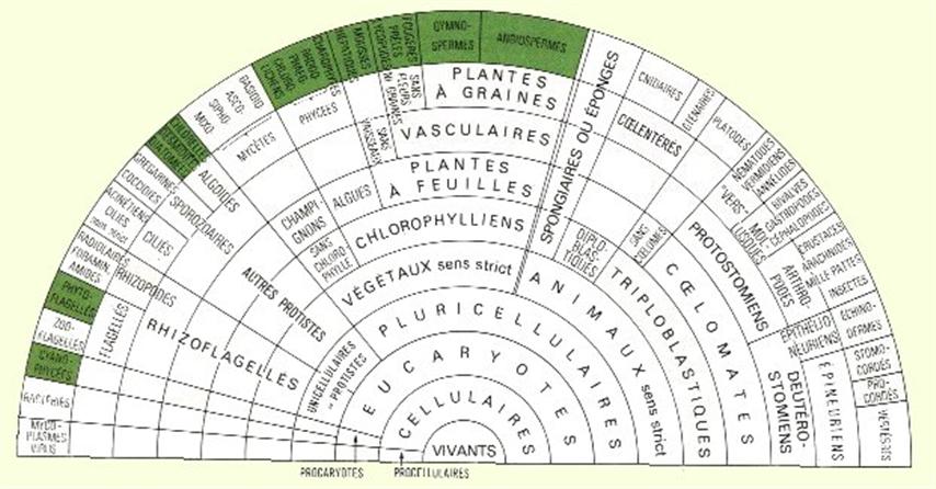 Classification des végétaux (Small)