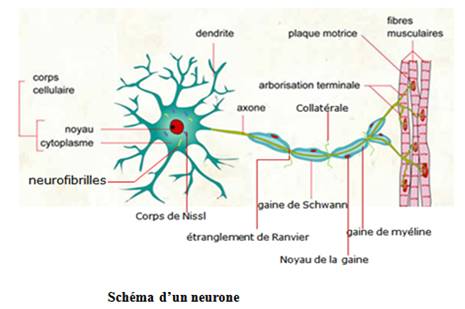 Les Tissus Nerveux Physiologie Nerveuse EDUCMAD Les Tissus Nerveux Physiologie Nerveuse EDUCMAD